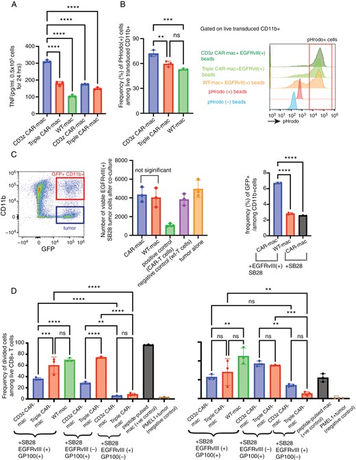CAR-macrophage produced higher TNFα levels and showed increased phagocytosis of EGFRvIII-coated beads compared to WT-macrophages. However, cross-presentation assays indicated that CAR-macrophages did not significantly enhance T cell activation or proliferation following co-culture with glioma cells.