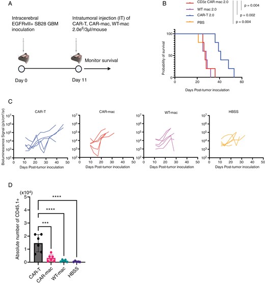 In the intracranial SB28 glioma model, CAR-macrophages failed to extend survival and did not persist within tumors, as shown by Kaplan-Meier survival curves and macrophage infiltration analysis compared to WT macrophages and CAR-T cells.