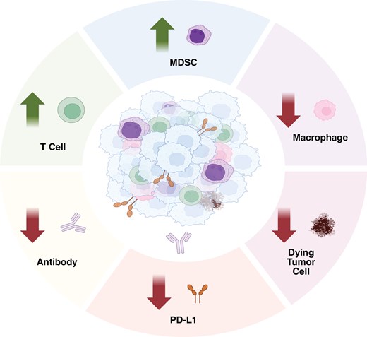 Proposed Properties of the Pediatric Glioma TME. Pediatric glioma TMEs are characterized by an increased presence of T cells and myeloid-derived suppressor cells (MDSCs), coupled with decreased levels of PD-L1, macrophage, antibodies, and apoptotic (dying) tumor cells compared to adult TMEs. These differences contribute to the classification of pediatric tumors as predominantly “cold,” indicating lower immune activity, while adult tumors are often described as “hot,” reflecting higher immune activity. Created in BioRender. Kumar, K. (2025) https://BioRender.com/ogbpxfz.