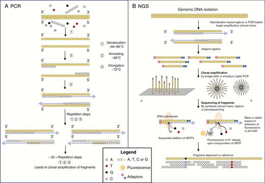 A, Simplified diagram showing the basic steps in polymerase chain reaction (PCR). A mixture of DNA, primers, enzymes, and dideoxynucleotide triphosphates is made. Then, a PCR cycle is started in which the temperature regulates the reactions. DNA is denatured (~95oC), primers anneal (~55 oC-60oC), and primers are elongated (~72oC) using the original DNA as a template. Next, PCR cycles are repeated ~35× with the new PCR products and DNA as a template. Repetition of PCR cycles leads to an exponential increase in DNA fragments with the same sequence. Next, the fragments can be analyzed. B, A simplified diagram showing the essentials of targeted next-generation sequencing technology. Genomic DNA is fragmented and adaptors are ligated, which help to anchor the DNA fragments to a solid surface (a plate in bridge PCR or a bead in emulsion PCR). DNA fragments are amplified through a PCR reaction. DNA polymerase causes elongation of the complementary sequence, and the release of fluorescence or hydrogen upon the incorporation of a nucleotide is analyzed to find the sequence of each fragment. To identify a mutation, the sequences of the fragments are digitally aligned to the sequence of reference DNA.