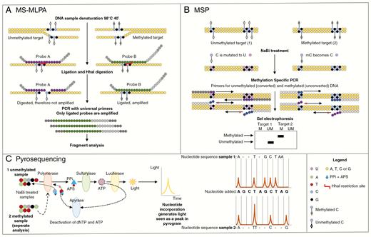 Simplified diagrams of 3 techniques that can be used to assess methyl guanine methyl transferase gene (MGMT) promoter methylation status. A, In MS-MLPA DNA is denatured and gene-specific probes are hybridized to the genomic DNA. The probes contain stuffer sequences of different length, allowing multiplex analysis. Every reaction consists of 2 routes. One route is incubated with ligase and the other with ligase and the methylation-specific restriction enzyme HhaI. The first reaction allows for the identification of copy number variations, whereas the second allows for methylation analysis as the restriction enzyme digests only unmethylated DNA (because unmethylated DNA and methylated DNA are added). B, The methylation-specific PCR genomic DNA is treated with sodium bisulfite (NaBi). Next, a PCR reaction with specific primers for either completely methylated or unmethylated DNA is performed. After gel electrophoresis, presence of bands for the methylated primers indicates the presence of DNA methylation. C, For pyrosequencing DNA is treated with NaBi. Next, a PCR reaction is performed to amplify the region of interest. Finally, the PCR product is sequenced. Upon incorporation of a nucleotide by DNA polymerase, a pyrophosphate (PPi) molecule is released that can be converted into light by sulfurylase and luciferase. As single nucleotides are added to the reaction in a specific order, the presence of a light signal indicates the presence of that nucleotide in the sequence.