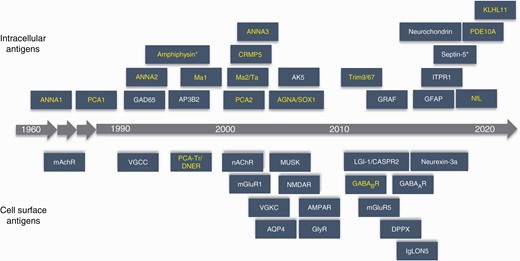 Autoantibody discovery timeline. Antibodies with high neoplastic association are in yellow. Abbreviations: AGNA/SOX1, anti-glial nuclear antibody against SRY (sex determining region Y)-box 1; AK5, adenylate kinase 5; AMPAR, alpha-amino-3-hydroxy-5-methyl-4-isoxazolepropionic acid receptor; ANNA1 (anti-Hu), anti-neuronal nuclear antibody type 1; ANNA2 (anti-Ri), anti-neuronal nuclear antibody type 2; ANNA3, anti-neuronal nuclear antibody type 3; AP3B2, adapter protein 3, subunit B2; AQP4, aquaporin4; CASPR2, contactin-associated protein-like 2; CRMP5, collapsinresponse mediator protein 5; DPPX, dipeptidyl peptidase-like protein 6; GABAAR, gamma-aminobutyric acid type A receptor; GABABR, gamma-aminobutyric acid type B receptor; GAD65, glutamic acid decarboxylase 65; GFAP, glial fibrillary acidic protein; GlyR, glycine receptor; GRAF, GTPase regulator associated with focal adhesion kinase; IgLON5, immunoglobulin-like cell adhesion molecule 5; ITPR1, inositol 1,4,5-trisphophate receptor type 1; KLHL11, kelch-like protein 11; LGI-1, leucine-rich, glioma-inactivated 1; mAChR, muscarinic acetylcholine receptor; mGluR1, metabotropic glutamate receptor 1; mGluR5, metabotropic glutamate receptor 5; MuSK, muscle-specific tyrosine kinase; nAChR, nicotinic acetylcholine receptor; NfL, neurofilament; NMDA-R, N-methyl-d-aspartate receptor; PCA1 (anti-Yo) , Purkinje cell cytoplasmic antibody type 1; PCA2, Purkinje cell cytoplasmic antibody type 2; PCA-Tr/DNER, Purkinje cell cytoplasmic antibody type Tr or Delta/Notch-like epidermal growth factor-related receptor; PDE10A, phosphodiesterase 10A; Trim9/67, tripartite motif-containing protein 9 and 67; VGCC, voltage-gated calcium channel; VGKC, voltage-gated potassium channel. *Amphiphysin and septin-5 antibodies can have transient cell-surface expression.