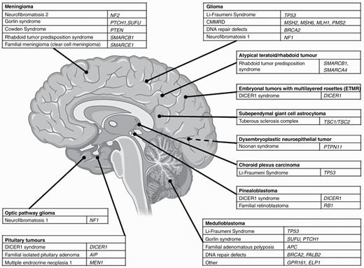 CNS malignancies and associated cancer predisposition syndrome. Abbreviation: CMMRD, constitutional mismatch repair deficiency; created with BioRender®.