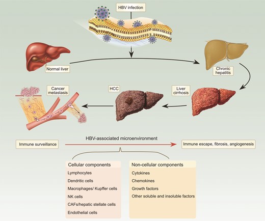 Cellular and subcellular components of the microenvironment are affected by HBV throughout the entire pathogenic process.