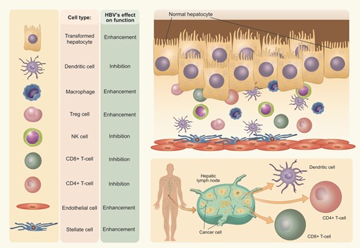 HBV modulates the activity of cellular components of the tumor microenvironment, having the potential to both enhance and inhibit activity.