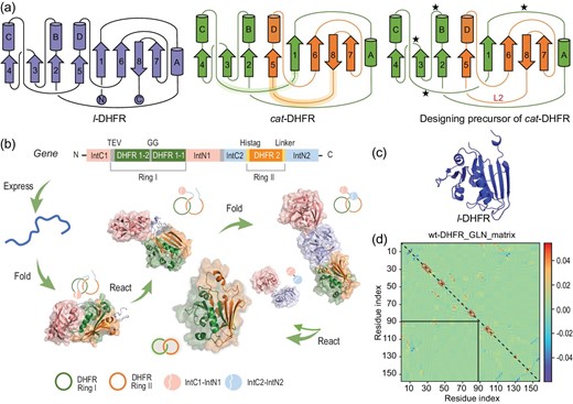 Design and biosynthesis of catenated dihydrofolate reductase (DHFR). (a) Protein topological diagram of l-DHFR (left) and cat-DHFR (middle), and the retrosynthetic analysis of cat-DHFR (right). Numbers 1–8 and letters A–D represent the β-sheet and α-helix, respectively, from N- to C-termini in consecutive order. The split site (Residues 88 and 89) is located at the loop region between α-helix-C and β-sheet-5. The highlighted lines are the linkers generated when forming the cat-DHFR. The star denotes the possible position for Ring I closure (at the same and opposite sides) and split–intein insertion. L2 is the linker newly introduced to Ring II of cat-DHFR. (b) Scheme of the cat-DHFR biosynthesis process using programmed post-translation processing events. DHFR1 is circularly permutated and the corresponding sequences are denoted by DHFR1-1 and DHFR1-2. The TEV recognition site and a GG linker were inserted into Ring I. The His-tag and a variable linker (together, they are L2) were inserted into Ring II. (c) Structure prediction (https://robetta.bakerlab.org/) of l-DHFR. (d) The Gauss linking number (GLN) matrix of wt-DHFR. It comprises GLN values between all neighboring residue pairs within the same chain. The sum of all the cells within the boxed submatrix corresponds to the GLN value between the two subchains, which provides a quantitative metric of the extent of their entanglement.