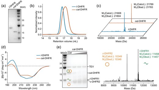 Physiochemical characterizations. (a) SDS–PAGE analysis, (b) SEC traces, (c) LC–MS spectra, (d) Far-UV CD of purified l- and cat-DHFR. (e) TEV-protease digestion of cat-DHFR and mass spectra of the digestion products.