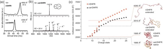 Topology verification of cat-DHFR. (a) The arrival time distributions (ATDs) of l- and cat-DHFR ions at 19+ charge state. The determined CCS values are given together. (b) The product ion mass spectra of 19+ cat-DHFR obtained by collision-induced dissociation (CID). (c) Measured CCS values of l- and cat-DHFR as a function of charge state. Theoretical CCS values and structures of native and extended proteins obtained from molecular dynamics (MD) simulations are shown together.
