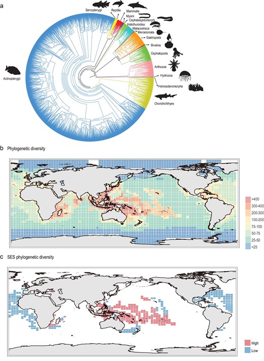 Phylogenetic tree for global marine species and the global distribution patterns of marine phylogenetic diversity. (a) Phylogenetic tree of global marine species based on four mitochondrial genes (Cytb, Co1, 12S-rRNA and Nd1). (b) Global spatial pattern of marine phylogenetic diversity. (c) The grid cells with the 10% highest (red) and 10% lowest SES-PD value (blue). Species illustrations were taken from http://phylopic.org/ and were available for use under a Public Domain license except that the mammalia illustration credits to Chris huh under Attribution-ShareAlike 3.0 Unported license. 审图号: GS 京 (2023) 0722 号