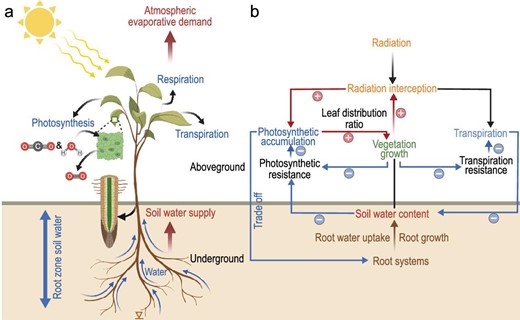 Conceptual illustration of plant-centric interpretation of vegetation water stress through the pathways of atmospheric evaporative demand and soil water supply.