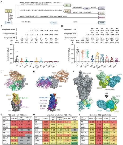 Neutralization resistance of SARS-CoV-2 Omicron sub-lineages to BA.4 or BA.5-infected human plasma and existing monoclonal bnAbs. (A) A schematic diagram of the evolution of several SARS-CoV-2 Omicron sub-lineages. Some additional mutations acquired by BJ.1, BA.2.75, BA.2.3.20, BQ.1.1, XBB.1 and CH.1.1 are displayed. (B) and (C) The neutralization of 20 BA.4 or BA.5 breakthrough infected human plasma samples collected in the early stage of infection (B: Visit 1) and in another follow-up (C: Visit 2, an interval of 7–15 days) against WT SARS-CoV-2, BA.2, BA.4/5, BJ.1, BA.2.75, BA.2.3.20, BQ.1.1, XBB.1 and CH.1.1, respectively. ID50 values are means of two independent experiments. Data are presented as geometric mean values ± standard deviation (SD). The number, GMT, fold change and significance-of-difference are labeled at the top. ‘−’ represents a decreased value and ‘+’ an increased value. The statistical significance was performed using the two-tailed Kruskal-Wallis test with paired Wilcoxon's multiple-comparison test. ****, P < 0.0001; ***, P < 0.001; *, P < 0.05. (D)–(F) Overall structure and footprint of bnAbs in complex with SARS-CoV-2. S2K146, LY-CoV1404 and COV2-2130 recognize the epitopes overlapping with the RBS (D). S2H97, COVOX-45, WRAIR-2057, ION_300 and N-612-056 target the lateral RBD site (E). CC40.8, CV3-25, S2P6 and WS6 bind to the stem helix in S2 of the spike (F). (G)–(I) The neutralization of monoclonal bnAbs against WT SARS-CoV-2, BA.2, BA.4/5, BJ.1, BA.2.75, BA.2.3.20, BQ.1.1, XBB.1 and CH.1.1. IC50 values are means of two independent experiments. The neutralization potency is marked in a different color. Red: high, yellow: moderate, green: weak, gray: non-neutralization (IC50 > 50 μg/mL).