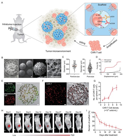 Characterization of scaffold for CAR-T cell delivery and proliferation. (A) Schematic of the artificial lymph node-like scaffold. The scaffold is constructed using the aCD3 and aCD28 antibodies functionalized porous microspheres and provides stimulatory and co-stimulatory signals for T-cell expansion. (B) Representative images of the porous microsphere. Scale bar, 100 μm. (C) Microsphere size and pore size analysis. (D) Mechanical behavior of the scaffold and mouse lymph node. (E) Confocal images of fluorescein isothiocyanate (FITC)-modified PLL-Biotin and rhodamine B-modified IgG-modified porous microspheres. Scale bar, 50 μm. (F) Confocal images of CAR-T cells within the microspheres. Cells were labeled using CFSE. Scale bar, 50 μm. (G) The quantitative flow cytometry analysis of loaded CAR-T cells. n = 3, mean ± s.d. (H and I) In vivo degradation of the scaffold. (H) The representative fluorescent signal and (I) their quantitative analysis of the Cy5-labeled scaffold after subcutaneous administration. n = 5, mean ± s.d.