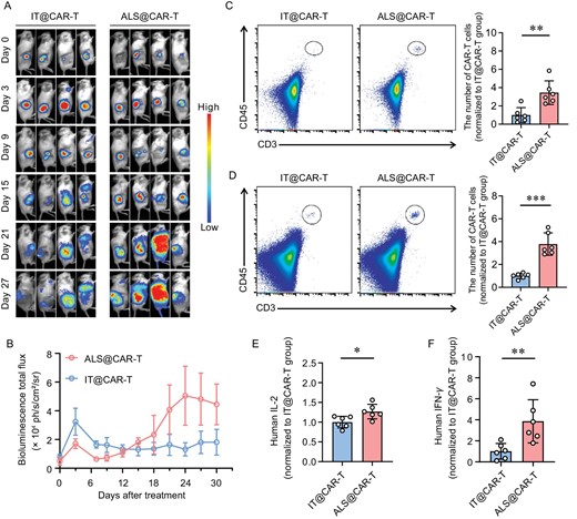 ALS enhances CAR-T cell expansion in vivo. (A) The bioluminescence imaging of luciferase-encoding CAR-T cells after injection. (B) Quantitative analysis of the bioluminescence imaging data. n = 4, mean ± SEM. (C and D) The representative flow cytometry analysis images (left) and the relative quantified number of CAR-T cells (right). Samples were derived from (C) mouse peripheral blood 21 days post injection and (D) mouse spleen 28 days post injection. n = 6, mean ±s.d. (E) Human IL-2 and (F) IFN-γ in the peripheral blood 21 days after injection. n = 6, mean ± s.d. Statistical analysis was performed using Student's t-test. *P < 0.05; **P < 0.01; ***P < 0.001.