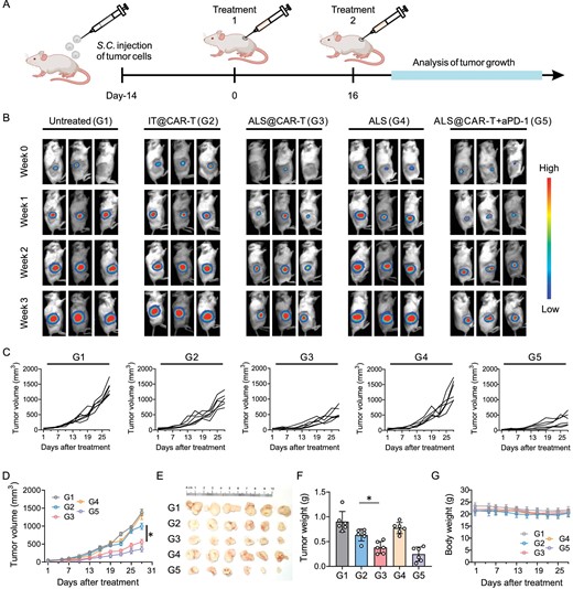 ALS augments CAR-T cell therapeutic efficacy in solid tumors. (A) Schematic of the antitumor study. HeLa cells were inoculated 14 days before treatment. Untreated (G1); IT@CAR-T (G2), CAR-T cells were directly injected into the tumor site; ALS@CAR-T (G3), CAR-T-cell-loaded ALS were intratumorally injected; ALS (G4), only amplified scaffolds were injected into the mice; ALS@CAR-T + aPD-1 (G5), anti-human PD-1 antibodies were applied to assist ALS@CAR-T cells. CAR-T-cell dosage, 2 × 106 cells per mouse; microsphere number, 100 microspheres per mouse. (B) Representative tumor bioluminescence. (C) Analysis of tumor growth. (D) Tumor growth curves. n = 6 mice per group, mean ± SEM. (E) Tumors dissected from each group on Day 28. (F) The weight of dissected tumors. n = 6 per group, mean ± s.d. (G) Body weight curves after treatment. n = 6 per group, mean ± s.d. Statistical analysis was performed using one-way ANOVA. *P < 0.05.