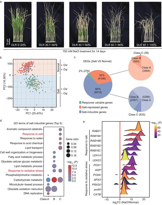 Transcriptome analysis of gene expression profiling across 202 Mini-Core rice accessions compared normal with NaCl-stress conditions. (a) Salt-tolerance level of representative rice varieties of this panel after 150 mM of NaCl treatment for 2 weeks. DLR, dead leaf rate. (b) The PCA analysis separated expression of identical genotypes under normal and salt-stress conditions using read count of expression genes. (c) Percentage of three clusters of DEGs (class A, 20 < n ≤ 101, 10%–50%; class B, 101 < n ≤ 182, 50%–90%; class C, 182 < n ≤ 202, 90%–100%); n stands for the proportion of samples. (d) Top five GO terms of salt-inducible genes cluster. (e) Distribution of log2 FoldChange of NaCl/normal for response to oxidative stress and response to salt terms of (d).