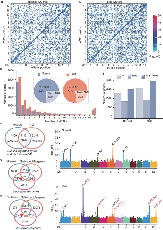 Large-scale cis- and trans-eQTL identified using transcriptome data under normal and NaCl-stress conditions. (a and b) Genome distribution of eQTL and their regulatory genes (eGenes) on 12 chromosomes under (a) normal and (b) salt conditions, respectively. The x-axis and y-axis respectively indicate the eGene and lead SNP position on each chromosome. Each dot indicates a trans-eQTL and the diagonal line shows a cis-eQTL. (c) Number of genes with one or more significant peaks and the percentage of cis- and trans-eQTL regulated genes with only one peak (pie plot) under normal and NaCl conditions. (d) Distribution of number of genes regulated by cis- or trans-eQTL and both cis- or trans-eQTL. (e) Venn diagram showing the static and dynamic eGene regulated by cis-eQTL and both cis- and trans-eQTL. (neGene and reGene represent that the eGene was only regulated by eQTL under normal and salinity stress conditions, respectively.) (f) Combined Manhattan plot showing the static, dynamic cis-eQTL detected for individual eGenes; e.g. SKC1 and OsSOS2 belonged to the static eGenes regulated by cis-eQTL; OsHAK2, GRF3 and Ehd3 only appeared under normal conditions that were contained in the neGenes cluster; GI, OsPP1a, OsHKT1;1, OsHKT2;1, OsMYB21 and OsBOR1 were considered as reGenes only detectable under salt-stress conditions. The black line indicates the genome-wide significant threshold (P = 1.82e−7). (g and h) Venn diagram showing reGenes (g), neGenes (h) and DEGs cluster.