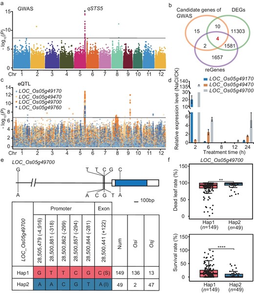 Combined GWAS with eQTL to identify the causal candidate gene of LOC_Os05g49700. (a) Manhattan plots for salt-tolerance level using a Genome-wide Efficient Mixed Model Association (GEMMA) in 202 O. sativa accessions. The black line indicates the genome-wide significant threshold (P = 1.08e−8), and the black triangle shows the peak on chromosome 5 and is named as qSTS5 (Salt Tolerance Site 5). (b) Venn diagram showing the unigenes and the shared genes among candidate genes of GWAS, DEGs and reGenes. Different colors represent one gene set of unigenes and the values show the number of unigenes that were shared or unique among gene sets. The sum of all numbers inside the circle indicates the total number of unigenes in this set, and the intersection of circles shows the number of unigenes that overlapped among these gene sets. (c) Manhattan plots of eQTL for the four genes shown in (b) with significant and unique association peaks. (d) The relative expression levels of candidate genes under NaCl-stress to normal conditions. Rice ACTIN was used for the internal reference. Error bars represent the mean ± SE of three technical repeats; two biological replicates were conducted and obtained similar results. (e) The promoter and gene structure of STG5 and DNA polymorphisms, and haplotypes (Hap) of STG5 among these accessions based on the SNP of promoter and exon. (f) Analysis of dead leaf rate and survival rate in these accessions with the identical genotypes of STG5. The 149 accessions with STG5Hap2 and 49 accessions with STG5Hap1 are included in this analysis. Data represent means ± SD. P-values were determined using Student's t-test. **P < 0.01; ****P < 0.0001.
