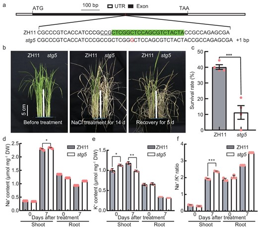 STG5 is required for conferring salinity tolerance in rice. (a) Schematic diagram indicates the target and mutated site of STG5 using CRISPR/Cas9 technology. The target sequence within the exon of STG5 is highlighted using a box. Protospacer adjacent motif (PAM) sequence is shown as underlined. (b) The seedlings of ZH11 (Zhong Hua 11, the wild-type control) and stg5 grown for 16 days (left panel), then transferred to 150 mM of NaCl for 14 days (middle panel), and recovered for 5 days under non-NaCl nutrient solutions (right panel). Scale bar, 5 cm. (c) Survival rate of ZH11 and stg5 plants in (b) after recovery of 5 days. Data presented as mean ± SD; 24 plants were treated in each biological, and four biological replicates were performed. (d–f) The Na+ (d), K+ (e) contents and Na+/K+ ratio (f) in shoots and roots of ZH11 and stg5 plants under normal (0 d) and salt-stress conditions (7 d). Data represent means ± SD. P-values were generated using Student's t-test. *P < 0.05; ***P < 0.001.