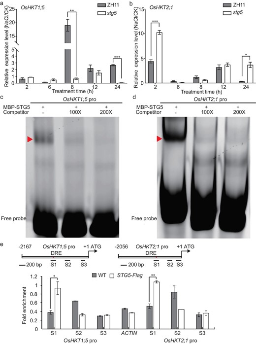 STG5 binds the promoters of OsHKT1;5 and OsHKT2;1 to maintain the Na+/K+ homeostasis. (a and b) The transcription levels of (a) OsHKT1;5 and (b) OsHKT2;1 in ZH11 and stg5 seedlings with or without NaCl stress at multiple time points. Results from three technical replicates represented as means ± SE. Two biological replicates were performed and similar results were obtained. (c and d) DNA binding activity of STG5 on DRE motifs of (c) OsHKT1;5 and (d) OsHKT2;1 promoter fragments were tested using EMSA assay. Cold probes were used as competitors with indicated folds. The triangles indicate the shifted bands. (e) ChIP–qPCR assay indicating that the DNA fragments in the S1 region of OsHKT1;5 and OsHKT2;1 promoters that contain the DRE elements can be bound by STG5. The amplicon of ACTIN was taken as a negative control. The top scheme is a representation that illustrates the locations of the amplicons used for qPCR. DRE stands for the binding motif of the STG5 transcription factor. P-values were generated using Student's t-test. *P < 0.05; **P < 0.01.