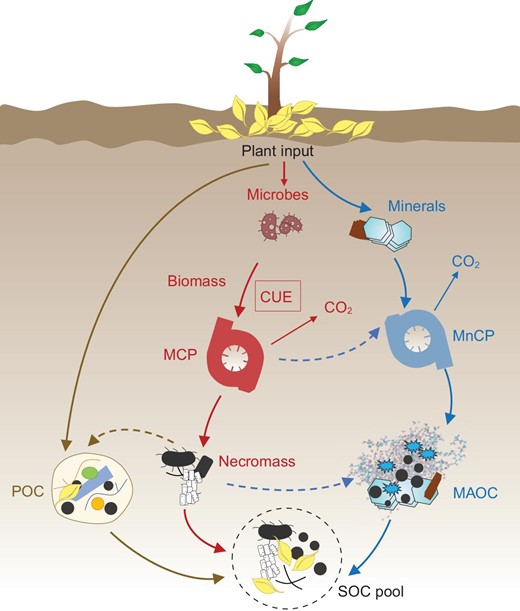Conceptual diagram of microbial carbon use efficiency (CUE) and the stabilization mechanisms of soil organic carbon (SOC). MCP, microbial carbon pump; MnCP, mineral carbon pump; MAOC, mineral-associated organic carbon; POC, particulate organic carbon.