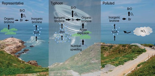 Schematic figure of the reactive bromine source and chemistry during the representative (left), typhoon (middle) and polluted (right) periods. The typhoon activities induce larger wind speeds over the ocean, enhancing the emissions of SSA, leading to larger sources of reactive bromine, which, in the presence of O3, generates more BrO, i.e. ‘typhoon→larger wind speed→more SSA→more bromine’. The polluted condition with a high abundance of both NO2 and initial inorganic bromine species (or higher SSA) can sustain a similar enhancement of BrO, suggesting the possibility of high BrO under high NOx environments with the presence of sufficient bromine precursors. The background picture shows the HNI coast in which the observation was conducted.