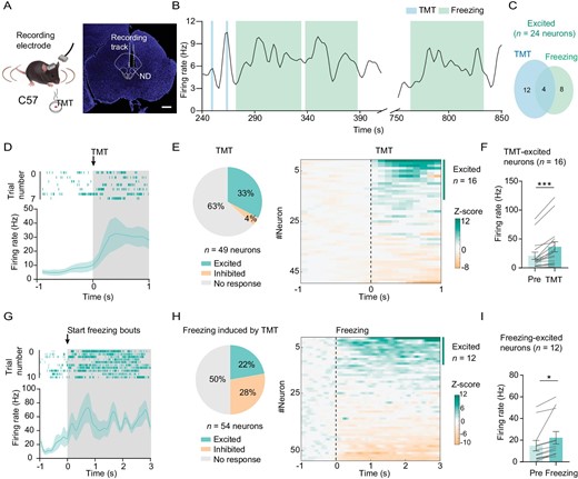 Figure 2. ND neurons are excited by predator odor stimulation. (A) Experimental design (left) and coronal section showing the location of stereotrode in the ND (right); scale bar, 500 μm. (B) Sample of spontaneous firing frequency for the ND neuron that was excited when the mouse was sniffing TMT and was in freezing response. (C) Overlap between the proportion of ND neurons that were excited in response to sniffing TMT and freezing response. (D) Sample of spike raster plot (top panel) and spontaneous firing frequency before and during sniffing (shaded) TMT (bottom panel). (E) Left, a pie chart showing the proportion of neurons with a significant increase, a significant decrease or no significant change when sniffing TMT (n = 49 neurons from 3 mice); right panel, heatmap of normalized firing rates (Z-score) of ND neurons related to the left panel. (F) The bar graph shows the mean firing frequency before (pre) and during the sniffing of TMT for those TMT-excited neurons (n = 16 neurons, paired t-test, t = 4.787, df = 15, P = 0.0002). (G) Sample of spike raster plot and spontaneous firing frequency before and during freezing (n = 54 neurons). (H) A pie graph (left) and heatmap (right) of neurons with a significant increase, a significant decrease or no significant change during the freezing state (n = 54 neurons). (I) The mean firing frequency before (pre) and during freezing for these freezing-excited neurons (n = 12 neurons, paired t-test, t = 3.030, df = 11, P = 0.0115). *P < 0.05, ***P < 0.001. Data represent the mean ± SEM.