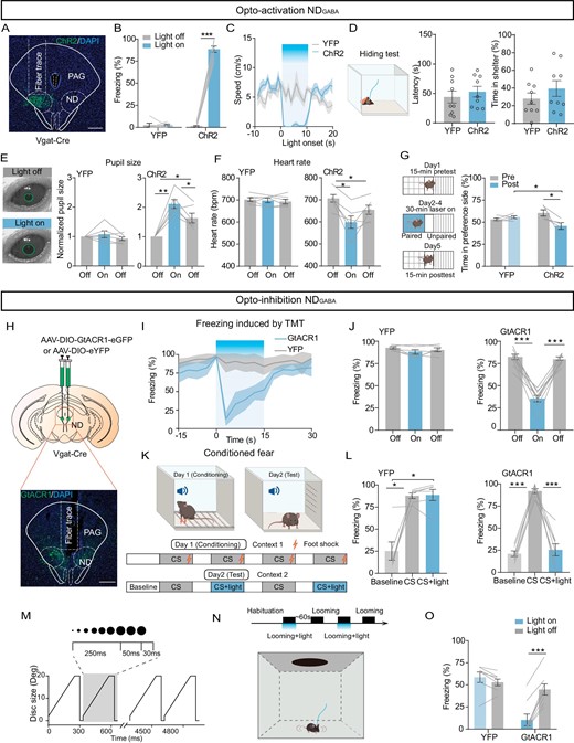 NDGABA neurons are sufficient and necessary to control freezing behavior. (A) A representative image confirming ChR2-eYFP expression in the ND. (B) Percentage of freezing time evoked by optogenetic activation of NDGABA neurons in eYFP-expressing and ChR2-expressing mice (ChR2, n = 8 mice, paired t-test, t = 26.67, df = 7, P < 0.0001; eYFP, n = 6 mice, paired t-test, t = 0.1087, df = 5, P = 0.9177). (C) The average speed in open field test during optogenetic activation of NDGABA neurons; blue indicates the light stimulation period (ChR2, n = 6 mice; eYFP, n = 6 mice). (D) Optogenetic activation of NDGABA neurons had no effect on hiding behavioral response (ChR2, n = 9 mice; eYFP, n = 9 mice); left, experimental design; middle, latency to nest (unpaired t-test, t = 0.6643, df = 16, P = 0.5160) and percentage of hiding time (right, unpaired t-test, t = 1.040, df = 16, P = 0.3138). (E) Pupil size in head-fixed mice when 473 nm light stimulated the eYFP-expressing (n = 6 mice, one-way repeated-measures ANOVA, F(1.406, 7.030) = 1.280, P = 0.3168) or ChR2-expressing NDGABA neurons (n = 6 mice, one-way repeated-measures ANOVA, F(1.957, 9.785) = 25.95, P = 0.0001). (F) Heart rate measurement of eYFP-expressing (n = 6 mice, one-way repeated-measures ANOVA, F(1.812, 9.061) = 0.4136, P = 0.6542) or ChR2-expressing animals during optogenetic stimulation of NDGABA neurons (n = 6 mice, one-way repeated-measures ANOVA, F(1.367, 6.834) = 11.91, P = 0.0084). (G) Left, experimental design for conditional place aversion test; right, percentage of time the eYFP-expressing and ChR2-expressing mice spent in the 473 nm light-stimulation paired compartment (pre: before training; post: after light-stimulation paired training) (two-way repeated-measures ANOVA, F(1, 8) = 7.223, P = 0.0276). (H) Experimental design for AAV-DIO-GtACR1 injection (top) and sample image of GtACR1 injected location (bottom). (I) Percentage of freezing time before, during and after 473 nm light was delivered to the ND in eYFP-expressing and GtACR1-expressing mice (eYFP: n = 6 mice; GtACR1: n = 9 mice). (J) Bar graph from (I) (eYFP, one-way repeated-measures ANOVA, F(1.501, 7.507) = 2.712, P = 0.1357; GtACR1, one-way repeated-measures ANOVA, F(1.818, 14.55) = 74.30, P < 0.0001). (K) Experimental design of the conditioned fear. (L) Percentage of freezing time when eYFP-expressing or ChR2-expressing mice paired light inhibition of NDGABA neurons in cue-induced freezing tests (eYFP, one-way repeated-measures ANOVA, F(1.016, 5.082) = 18.17, P = 0.0076; GtACR1, one-way repeated-measures ANOVA, F(1.081, 7.564) = 67.55, P < 0.0001). (M) Expansion of the looming stimulus in time from 2 degrees to 20 degrees for 15 repeated cycles. (N) Timeline for the optogenetic inhibition of the ND during looming stimulus (top) and schematic of the experimental set-up (bottom). (O) Percentage of freezing elicited by looming stimulus combined with or without optogenetic inhibition of the NDGABA neurons (eYFP, n = 7 mice; GtACR1, n = 8 mice, two-way repeated-measures ANOVA, F(1, 13) = 79.28, P < 0.0001). Scale bar, 200 μm. *P < 0.05, **P < 0.01, ***P < 0.001. Data represent the mean ± SEM.