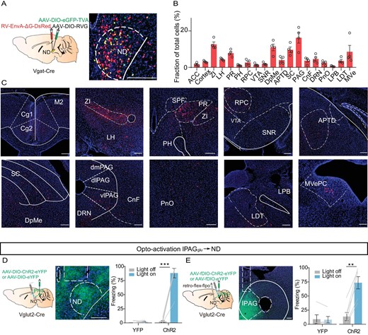 Figure 4. The ND as a downstream target of the lPAG controls freezing behavior. (A) Left, schematic showing AAV helper virus (DIO-TVA and DIO-RVG) and RV-EnvA-ΔG-DsRed injections into the ND of Vgat-Cre mice. Right, a coronal brain section showing starter cells in the ND. (B) Quantification of inputs to NDGABA neurons. Data are presented as a percentage of total input neurons counted in each individual brain region (n = 4 mice). (C) Sample images showing DsRed cells in different brain regions. ACC, anterior cingulate cortex; ZI, zona incerta; LH, lateral hypothalamus; PR, prerubral field; PH, posterior hypothalamic area; RPC, red nucleus, parvicellular part; VTA, ventral tegmental area; SNR, substantia nigra, reticular part; DpMe, deep mesencephalic nucleus; APTD, anterior pretectal nucleus, dorsal part; SC, superior colliculus; PAG, periaqueductal gray; CnF, cuneiform nucleus; DRN, dorsal raphe nucleus; PnO, pontine reticular nucleus, oral part; LPB, lateral parabrachial nucleus; LDT, laterodorsal tegmental nucleus; MVe, medial vestibular nucleus. (D) Optogenetic activation of the lPAGGlu projections in the ND. Left, experimental design; middle, optical fiber implanted location; right, percentage of freezing evoked by optogenetic excitation of lPAGGlu projections in the ND (eYFP, n = 7 mice, paired t-test, t = 1.015, df = 6, P = 0.3492; ChR2, n = 7 mice, paired t-test, t = 10.59, df = 6, P < 0.0001). (E) Left, experimental design for selective manipulation of ND-projecting lPAG cells by using a retrograde tracing strategy; middle, a sample image showing AAV-ChR2 expression in the lPAG; right, percentage of freezing evoked by light stimulation of the ND-projecting lPAGGlu neurons (eYFP, n = 5 mice, paired t-test, t = 0.3573, df = 4, P = 0.7390; ChR2, n = 6 mice, paired t-test, t = 6.709, df = 5, P = 0.0011). Scale bar, 200 μm. **P < 0.01, ***P < 0.001. Data represent mean ± SEM.