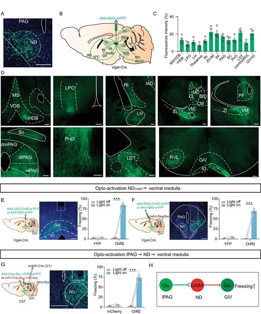 NDGABA neurons relay fearful information from the PAG to the medulla. (A) A coronal brain section showing eYFP-expressing NDGABA neurons in the ND. To map NDGABA projection, AAV-DIO-eYFP was injected into the ND of Vgat-Cre mice. (B) Schematic for the projections of NDGABA neurons. (C) Mean eYFP fluorescence intensity in different brain areas (n = 4 mice). (D) Sample images of eYFP-expressing projections to different brain regions from the ND. MS, medial septal nucleus; VDB, nucleus of the vertical limb of the diagonal band; HDB, nucleus of the horizontal limb of the diagonal band; LPO, lateral preoptic area; Rt, reticular nucleus; VM, ventromedial thalamic nucleus; PF, parafascicular thalamic nucleus; RVL, rostroventrolateral reticular nucleus; GiV, gigantocellular reticular nucleus, ventral part; IO, inferior olive. (E) Light stimulation of NDGABA projections to the GiV. Left, experimental design; middle, a sample of optical fiber implanted site; right, percentage of freezing evoked by light stimulation (eYFP, n = 5 mice, paired t-test, t = 0.6637, df = 4, P = 0.5432; ChR2, n = 7 mice, paired t-test, t = 15.45, df = 6, P < 0.0001). (F) Optogenetic activation of GiV-projecting NDGABA neurons. Left, experimental design; middle, a sample image of virus expressing; right, percentage of freezing evoked by light-stimulation (eYFP, n = 6 mice, paired t-test, t = 0.9611, df = 5, P = 0.3807; ChR2, n = 8 mice, paired t-test, t = 12.96, df = 7, P < 0.0001). (G) Left, experimental design for optogenetic activation of the GiV-projecting and lPAG-targeted ND neurons; middle, a sample image of ChR2-expressing cells in the ND; right, the percentage of freezing (mCherry, n = 6 mice, paired t-test, t = 1.715, df = 5, P = 0.1471; ChR2, n = 8 mice, paired t-test, t = 11.19, df = 7, P < 0.0001). (H) Working model of the lPAGGlu-NDGABA-GiVglu pathway. Scale bar, 200 μm. *P < 0.05, **P < 0.01, ***P < 0.001. Data represent the mean ± SEM.