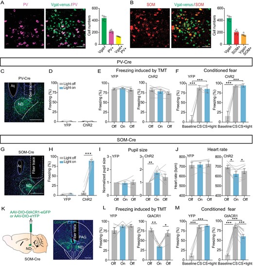 Somatostatin (SOM) GABAergic neurons in the ND control freezing behavior. (A) Left panel, a sample image of the immunostaining of PV in the ND of Vgat-venus mice (scale bar, 50 μm); right, cell count of Vgat+, PV+ and Vgat+PV+ in the ND (n = 5 mice). (B) Similar to (A) but for SOM immunostaining in the ND (scale bar, 50 μm; n = 5 mice). (C) A sample image of PV-ChR2-expressing in the ND. Scale bar, 200 μm. (D) Percentage of freezing time evoked by light stimulation of PV neurons in the ND of eYFP-expressing or ChR2-expressing mice (eYFP, n = 5 mice, paired t-test, t = 0.1963, df = 4, P = 0.8540; ChR2, n = 7 mice, paired t-test, t = 0.3318, df = 6, P = 0.7513). (E, F) The effects of optogenetic activation of PV neurons in the ND on TMT (eYFP, n = 5 mice, one-way repeated-measures ANOVA, F(1.709, 6.836) = 1.219, P = 0.34347; ChR2, n = 6 mice, one-way repeated-measures ANOVA, F(1.646, 8.230) = 3.365, P = 0.0910) or conditioned cue-induced freezing (F, eYFP, n = 5 mice, one-way repeated-measures ANOVA, F(1.561, 6.245) = 201.7, P < 0.0001; ChR2, n = 6 mice, one-way repeated-measures ANOVA, F(1.063, 5.314) = 192.5, P < 0.0001). (G) A sample image of ChR2-expressing in the ND of SOM-Cre mice, scale bar, 200 μm. (H) The percentage of freezing evoked by optogenetic stimulation of SOM neurons in eYFP- or ChR2-expressing mice (eYFP, n = 5 mice, paired t-test, t = 0.9671, df = 4, P = 0.3883; ChR2, n = 9 mice, paired t-test, t = 15.49, df = 8, P < 0.0001). (I) Pupil size (eYFP, n = 5 mice, one-way repeated-measures ANOVA, F(1.572, 6.287) = 0.1149, P = 0.8488; ChR2, n = 7 mice, one-way repeated-measures ANOVA, F(1.466, 8.793) = 7.372, P = 0.0176). (J) Heart rate (eYFP, n = 5 mice, one-way repeated-measures ANOVA, F(1.112, 4.447) = 0.9374, P = 0.3948; ChR2, n = 7 mice, one-way repeated-measures ANOVA, F(1.214, 7.283) = 10.30, P = 0.0119). (K) Optogenetic inhibition of SOM neurons in the ND. Left, experimental design; right, a sample image of GtACR1 expression in the ND. Scale bar, 200 μm. (L, M) The effects of optogenetic inhibition of SOM neurons in the ND on TMT (eYFP, n = 5 mice, one-way repeated-measures ANOVA, F(1.730, 6.922) = 1.134, P = 0.3652; GtACR1, n = 5 mice, one-way repeated-measures ANOVA, F(1.683, 6.734) = 24.52, P = 0.0010) or conditioned cue-induced freezing (M, eYFP, n = 5 mice, one-way repeated-measures ANOVA, F(1.205, 4.819) = 209.4, P < 0.0001; GtACR1, n = 10 mice, one-way repeated-measures ANOVA, F(1.972, 17.75) = 24.52, P < 0.0001). *P < 0.05, **P < 0.01, ***P < 0.001. Data represent the mean ± SEM.