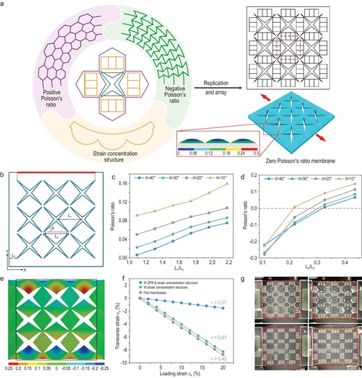Structural design for ZPR. (a) The design principle of the ZPR structure is conceived by combining concave structures and hexagonal structures in an elaborately designed position, while the strain concentration structure is embedded in the middle of the hexagonal structures. The dotted wireframe represents a single element of the ZPR structure. The inset in the wireframe illustrates local strain distribution of the strain concentration structure under uniaxial stretching, showing that the bottom of the wavy structure has the highest tensile strain. (b) The geometry of the ZPR structure, the longitudinal deformations of the boundary highlighted by the red line under transverse strain, are utilized to calculate the Poisson's ratio. (c and d) Poisson's ratio of membranes with different concave angle θ, different L1 (c) and different L3 (d) obtained by FEA. (e) A longitudinal deformation contour map of the membrane (L1/L2 = 1.1, L3/L2 = 0.3, θ = 40°) under 20% transverse tensile strain. The black wireframe represents the initial size of the membrane. (f) The Poisson's ratio and transverse strain, measured by analyzing the images during the stretching process, of membranes with a ZPR structure and strain concentration structure, membranes with only a strain concentration structure, and flat membranes under 20% longitudinal tensile strain. (g) Photographs of membranes with the structure (top) and with only a strain concentration structure (bottom) under 0% tensile strain (left) and 20% tensile strain (right).