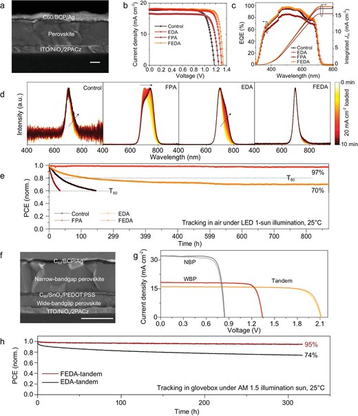 The performance of wide-bandgap perovskite solar cells and monolithic all-perovskite tandem solar cells. (a) Cross-sectional scanning electron microscopy image of a wide-bandgap device. (b and c) J–V curves (b) and EQE curves (c) of the solar cells. (d) EL-spectra tracking of devices under a current density of 20 mA cm−2. (e) MPP tracking of wide bandgap solar cells. (f) Cross-sectional scanning electron microscopy image of a tandem device. The scale bar is 1 μm. (g) J–V curves of the best narrow-bandgap, wide-bandgap and all-perovskite tandem solar cells. (h) MPP tracking of the tandem device based on FEDA and EDA devices.