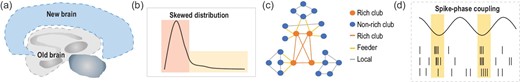A broad biological perspective of HNNs. (a) Evolution of the neocortex. (b) Skewed distribution in the brain. (c) Rich-club organization in the brain. (d) Spike-phase coupling in the brain.
