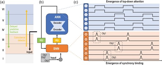 An instance of modeling the structure, function and behavior of the neocortex with HNNs. (a) A simplified sketch of the cortical column, highlighting the bottom-up coincidence filtering and delayed predictive top-down feedback, which inspire the design of HUs in the HNN. (b) The HNN establishes a processing loop, incorporating both bottom-up and top-down mechanisms, between an SNN and an auto-encoder. In this process, the coincidence detector (the bottom-up HU in (b)) integrate spikes within a narrow time window to the encoder (the ANN in (b), abstracting away the non-linearity in the bottom-up pathway in (a)). The output of the decoder (the ANN in (b), abstracting away the non-linearity in the top-down pathway in (a)) undergoes a delay (the top-down HU in (b)) before modulating the spiking neurons. (c) Through iterative dynamics between the ANN and the SNN, the spiking neurons in the SNN dynamically form a synchrony pattern that binds the features of multiple objects (bottom) while switching top-down attention emerges in the delayed feedback of the decoder output (top).