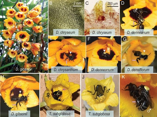 Habit, floral traits and oil bees on oil-offering Dendrobium and Cucurbitaceae species in Malipo County, southern Yunnan. (A) Inflorescences of D. gibsonii. (B) Glandular hairs covering the labellum in D. chryseum. (C) A hand section of the labellum, with the hairs stained with Sudan Ⅳ. (D) A male Ctenoplectra cornuta trying to enter a flower of D. denneanum that is occupied by another male bee (male symbol marked). (E–H) Male C. cornuta bees leaving the flowers of four Dendrobium species, each with pollinaria attached to their thorax (arrowheads). Note the characterized hind legs of males (arrow). (I) A female C. cornuta collecting nectar, oil and pollen from Thladiantha subglobosa, noting a pollinarium left on the corolla (arrow). (J) A male C. cornuta collecting nectar from T. subglobosa. (K) Ctenoplectra mating on D. chryseum, the male with a pollinarium on its back is delivering floral secretion (arrow) that he collected from Dendrobium flowers to the female. Photo credits: (A), Li-Bing Jia; (B), Shuan-Quan Huang and (C-K), Meng Zhang.
