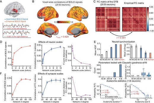 Scaling analysis of the cortico-subcortical model in the resting state. (A) Upper panel: schematic representation of the resting-state experiments driven by the thalamus. Lower panels: correlations of BOLD signals in the thalamus. (B) Voxel-level Pearson correlation coefficients (PCCs) between the empirical and assimilated BOLD signals, with the latter generated by the model with 20 billion neurons over all voxels. (C) Illustration of FC of the model with 20 billion neurons and empirical FC. (D) Performance of the computational cortico-subcortical model in the resting state concerning the number of neurons in the network. The evaluation metrics are the PCCs between voxel-wise BOLD signals of the model and those of the real brain, the PCCs between the region-wise FC matrices of the model and those of the real brain, and the F-norm distance between the FC matrices of the model and the data. Ten repetitions of simulation experiments were conducted on models with an average synaptic connection in-degree of 100 and models of 0.05, 0.1, 0.2, 1, 5 and 10 billion neurons. (E) Phase synchrony analysis and avalanche criticality analysis of the DTB in the resting state with diverse numbers of neurons: 0.05, 0.2, 1 and 5 billion. Upper panel: both the means and entropies of Kuramoto order parameters of region-wise BOLD signals are calculated to quantify the mean and variability in synchronization in models with an average synaptic connection in-degree of 100 and a neuron number of 0.05, 0.2, 1 and 5 billion, as compared to the biological brain. The light gray bars correspond to the network size in the middle panel where parameters did not pass Clauset's goodness-of-fit test. Middle panel: number of parameters tested via Clauset's goodness-of-fit test and the corresponding distribution of δ in models with synapse scales consistent with the upper panel. The tested parameters include thresholds and fitting windows for avalanche size S and avalanche duration T. The quantity ${\rm{\delta }} = {\rm{\gamma }} - |\frac{{1 - \alpha }}{{1 - \tau }}$| represents the distance to the critical point. Lower panel: the probability distributions of avalanche durations and avalanche sizes for the threshold 2.4 SD and the time bin width of 1 volume (vol.) in the assimilated BOLD signals. The distributions of avalanche durations are well approximated by power law with an exponent of τ=1.18 with Clauset's test ρ = 0.551. The distribution of avalanche sizes can be fitted well by a power law with an exponent of α = 1.13 with Clauset's test ρ = 0.162. The fitting windows are ${{T}_{{\rm{min}}}} = $2, ${{T}_{{\rm{max}}}} = $13 and ${{S}_{{\rm{min}}}} = $2, ${{S}_{{\rm{max}}}} = $12, respectively. (F) Assessment of DTB performance in the resting state based on the average synaptic connection in-degree, using the same three evaluation metrics as shown in panel (D). Ten repetitions of simulation experiments were conducted on models with network sizes of 1 billion and an average in-degree of 20, 40, 60, 80 and 100.