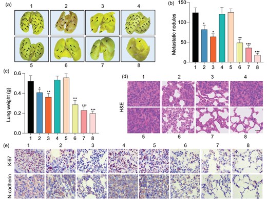 (a) Representative photographs of whole lungs obtained from tumor-bearing mice after various treatments. (b) Quantification of metastatic nodules in lungs of mice in each treatment group. (c) Weights and (d) H&E staining of lungs obtained from tumor-bearing mice after various treatments. The scale bar is 100 μm. (e) Immunohistochemical images showing the expression of Ki 67 and N-cadherin in pulmonary metastatic tumor tissues after various treatments. The scale bar is 100 μm. 1: PBS, 2: AuNT, 3: AuNT with NIR irradiation 60 h after injection, 4: AuTF, 5: AuTF with NIR irradiation 60 h after injection, 6: AuNTF, 7: AuNTF with NIR irradiation 60 h after injection, 8: AuNTF with NIR irradiation 72 h after injection. Data are presented as means ± SD (n = 5). The asterisks indicate that differences between the test and control groups are statistically significant using an ANOVA test (*P < 0.05, **P < 0.01, ***P < 0.001).