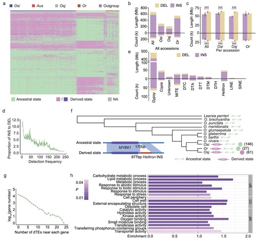 Inference and characterization of TE variations representing a derived state across Asian accessions. (a) The landscape of dTEs across the Asian accessions. Three non-Asian accessions were used as outgroups (henceforth termed ‘outgroup’) to infer whether a given TE variation was in derived state or ancestral state in each accession. The TE variations, which have both derived state and ancestral state in Asian rice accessions, were defined as derived TE variations (henceforth ‘dTEs’). Ancestral state indicates that the genotype of a TE variation in an accession is consistent with that of the outgroup; derived state indicates that the genotype of a TE variation, homozygous (left) or heterozygous (right), in an accession is different from that of the outgroup. NA indicate that the genotype is uncertain. Osi, Aus, Osj, Or and outgroup respectively refer to O. sativa indica, O. sativa aus, O. sativa japonica, O. rufipogon and three non-Asian accessions (O. glaberrima, O. barthii and O. glumaepatula). (b) Total length and number of non-redundant dTEs and sequences detected across different subpopulations. DEL and INS refer to deletion and insertion events identified by comparing the Asian accessions to the outgroups, respectively. ‘All’ refers to all the Asian rice accessions in the present study. (c) Average length and number of dTEs for each accession across different subpopulations. ***P < 0.001, significance was determined using the Student's t-test. (d) The count ratio of INS events to DEL events for different frequencies of dTEs in Asian rice accessions. (e) Total length and number of dTEs for TE families in Asian rice accessions. (f) A Helitron in the MYB61 promoter region was found in all Osj accessions in a previous study, but was undetectable in Or and Osi accessions and the rice outgroup genomes CC and EE. However, the Helitron inserted in some Or and Osi accessions in our high-quality Asian pan-TE map. (g) Distribution of the number of dTEs near each gene (within ±2 kb of a gene body). (h) Gene ontology (GO) analyses of the genes containing several dTEs (‘the genes’ were ranked by the number of dTEs overlapping with their genic region, and the top 5% of ranked genes were used in the GO analyses). BP, CC and MF respectively refer to biological process, cellular component and molecular function.