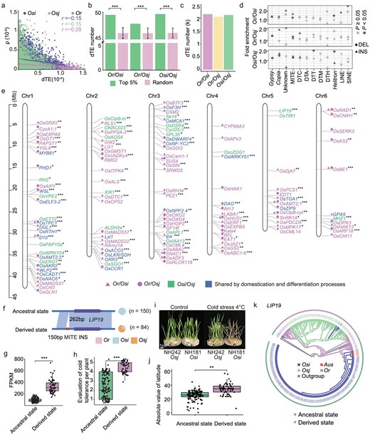 Contribution of dTEs to rice domestication and differentiation. (a) Pearson correlation coefficient between dTE average pairwise diversity (π) and recombination rate (ρ) across different subpopulations. (b) Comparisons of the average numbers of dTEs in the selective windows (i.e. ranked in top 5% of 100 kb FST windows for SNPs) and in windows randomly selected from each permutation for 500 independent permutations between subpopulations. (c) Number of dTEs showing signatures of selection (henceforth ‘selected dTEs’) between Or and Osi, Or and Osj, and Osi and Osj. FST outliers based on TE variations were indicated as loci showing signatures of selection. (d) Fold enrichment of selected dTEs in each TE family by the Fisher's exact test. Unknown refers to LTR/unknown family. (e) Positions of functional genes harboring selected dTEs in their genic regions on chromosomes 1–6. For chromosomes 7–12 see Fig. S3g. Genic regions included the gene body, regions of 2 kb upstream (henceforth ‘promoter’) and 2 kb downstream (henceforth ‘downstream’) of the gene body. Functional genes harboring selected dTEs in rice domestication and differentiation processes are displayed by different colored fonts. Differences in the gene expression between subpopulations were tested using the Student's t-test. ***P < 0.001, **P < 0.01 and * P < 0.05. (f) A 150 bp dTE (Tourist MITE) insertion occurred at 262 bp upstream of LIP19 in Osj accessions. (g–h) Differences in the expression level of LIP19 (g) and cold tolerance (h) between Osi accessions with the ancestral state (n = 131 and n = 122, respectively) and Osj accessions with the derived state (n = 58 and n = 54, respectively) of the 150 bp dTE INS. Significance was tested by the Student's t-test, ***P < 0.001. (i) Phenotypes of NH242 (an Osj accession) and NH181 (an Osi accession) under control (left) and cold stress treatments (right). For the cold stress treatment, 10-day-old seedlings were transferred to 4°C for 72 h and recovered for 4 days in a greenhouse at 30°C. (j) Differences in the absolute value of latitude of the accessions with this dTE INS (derived state) and those without this dTE INS (ancestral state) near LIP19. Significance was tested by the Wilcoxon-Mann-Whitney test, **P < 0.01. (k) Phylogenetic tree based on the sequence alignments of the promoter and gene body regions of LIP19 across all accessions in the present study. Accessions in different subpopulations are indicated by different colors.