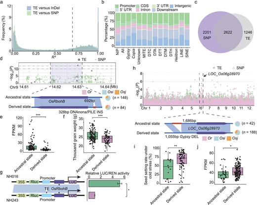 TE variations associated with gene expression and agricultural traits. (a) The distribution of linkage disequilibrium values (LD, R²) between dTEs and SNPs/InDels within 50 kb of the dTEs. For each dTE, the maximum R² with adjacent SNPs/InDels (within 50 kb on either side) was recorded. The dashed line indicates R² = 0.70. (b) Percentage of dTEs overlapping with genic regions. Genic regions include gene body (CDS, 3’UTR, 5’UTR and intron), and the regions within 2 kb upstream (henceforth ‘promoter’) and 2 kb downstream (henceforth ‘downstream’) of the gene body. Unknown refers to LTR/unknown family. ‘All’ refers to the percentage of dTEs in the genic regions of all dTE loci identified in the present study, and ‘NIP’ refers to the percentage of TEs overlapping with genic regions in the Nipponbare genome. (c) Number of eGenes associated with dTE and SNP variants. eGenes are genes whose expression is significantly associated with dTE and SNP variants. (d) Manhattan plot of OsRbohB expression level and the dTE variants and SNPs (top). The leading dTE (328 bp) insertion (INS) associated with OsRbohB expression level is indicated (bottom). (e–f) Differences in the expression level of OsRbohB (e) and the thousand grain weight (f) between accessions with the ancestral state of the dTE INS event (n = 125 and n = 121, respectively) and those with the derived state (both n = 61). Significance was tested by the Student's t-test, ***P < 0.001. (g) Transcriptional activation assays by contransfecting rice protoplasts. Error bars represent the mean ± SD of three biological replicates. (h) GWAS for seed setting rate under cold stress using the TE and SNP data sets for the Os accessions. A locus on chromosome 6, which was identified by TEs but not by SNPs, was significantly associated with seed setting rate under cold stress. The triangles represent SNPs and dots represent dTEs. The most strongly associated dTE was a 1.0 kb dTE (Gypsy) deletion (DEL) event in the promoter of LOC_Os06g28970. (i and j) Comparison of seed setting rate under cold stress (i) and the expression level of LOC_Os06g28970 (j) between accessions with (i.e. derived state, n = 16 and n = 32, respectively) and without (i.e. ancestral state, n = 83 and n = 169, respectively) the dTE DEL event. Significance was tested by the Student's t-test, **P < 0.01, *P < 0.05.