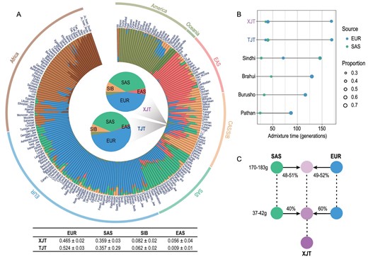 Ancestry make-up and admixture model of XJT. (A) ADMIXTURE results of XJT and TJT with global populations at K = 8. The results of the population-level admixture of XJT and TJT are summarized and displayed in the pie charts in the center of the circle plot. Admixture proportions are denoted with different colors, with the corresponding proportions detailed in the table below. (B) Estimation of admixture events for XJT, TJT and other admixed populations. Sindhi, Brahui, Burusho and Pathan are populations in Pakistan, and their gene pools are similar to those of XJT and TJT and are mostly derived from ancestors in SAS and EUR. (C) Admixture model of XJT.