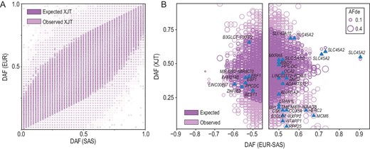 The post-admixture genome-wide frequency profile of XJT. (A) Site frequency spectrum of the frequency profiles among EUR, SAS, XJT, and the expected XJT genome. (B) Derived allele frequency (DAF) of SNVs showing extreme frequency differences between EUR and SAS, which are also recorded in the GWAS catalog (v1.0.2). Genes related to the cardiovascular system or skin protection are labeled in the figure.