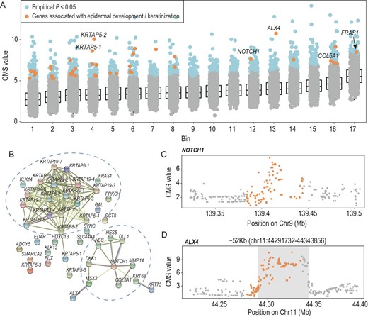 The candidate genes associated with epidermal development and keratinization. (A) Candidate genes involved in skin development (43 genes). X-axis: bins clustered by gene length; Y-axis: gene-level CMS value (MaxCMS), the maximum CMS value of SNPs in each gene. (B) Protein‒protein interaction network of significant gene regions related to skin development. (C) CMS values of SNPs located in the NOTCH1 gene region. NOTCH1 was the central gene of the PPI subnetwork. (D) CMS values of SNPs located in the ALX4 gene region.