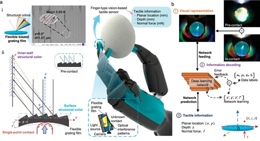 An overview of the tactile perception method with flexible grating structural color. The integration of optical interference, deep learning and soft materials endow the proposed method and its correlated sensor, IrisTact, with good performance and the potential for perceptual expansion. The conceptual diagram in the middle depicts the future application of a miniaturized IrisTact on robotic fingers for handling fragile objects like eggs and obtaining tactile information, highlighting the possibilities of this method afforded by relevant technological advancements. (a) Flexible blazed grating film: (i) by casting a soft, reproducible material onto a glass blazed grating, a flexible grating film is obtained, which possesses a surface periodic microstructure and unique structural colors (interference patterns); (ii) the schematic illustrates the generation of structural color features through interference effects of the flexible grating film. (b) Tactile estimation. When there is contact on the film of IrisTact, tactile information is visually represented by the film's structural color pattern. A deep-learning network is employed for automatic modeling and decoding of the tactile information derived from this structural color pattern. Ultimately, the network predicts and outputs the contact statuses, including the planar contact locations, contact depth and normal contact force.