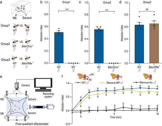 ME attraction in B. dorsalis males is mediated by olfactory receptors (ORs) expressed in antennal olfactory sensory neurons (OSNs). (a) Schematic drawing of the trap assay. (b) Comparison of ME trapping rates between WT males and females. (c) Comparison of ME trapping rates between WT and BdorOrco−/− males. (d) Comparison of ME trapping rates between WT and BdorIR8a−/− males. Each experiment in (b), (c) and (d) comprised 5 replicates, with 30 individuals tested per replicate. Results are presented as the mean ± standard error. In (b) and (c), P values were conducted using a Wilcoxon rank-sum test, whereas P values in (d) were determined by a two-tailed unpaired t-test. (**P < 0.01; ns indicates no significant difference.) (e) Schematic drawing of the four-quadrant olfactometer assay. (f) Attraction index (AI) of intact males and males with removed antennae or maxillary palp. n = 5–7, with 30 individuals tested per replicate. Data are presented as mean ± standard error. The figure shows a comparative analysis of the differences in AI values among the three different males at each time point. For non-normally distributed data, the statistical analysis was conducted using the Kruskal-Wallis test followed by Dunn's multiple comparisons test, whereas normally distributed data were analyzed using one-way ANOVA followed by Tukey's multiple comparisons test (significant differences indicated by different letters, α = 0.05).