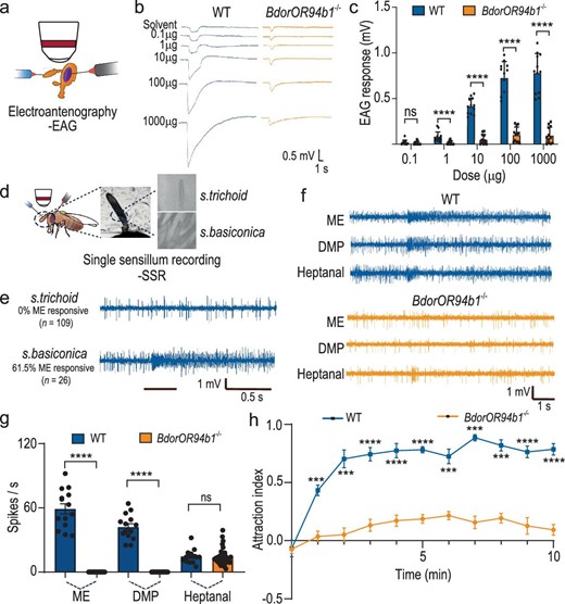 BdorOR94b1 is the key receptor that mediates ME-induced attraction behavior. (a) Schematic drawing of electroantennogram (EAG) experiments in B. dorsalis. (b) Representative EAG response traces from WT and BdorOR94b1−/− males stimulated by different concentrations of ME. (c) Quantification of EAG responses to different concentrations of ME in WT and BdorOR94b1−/− males, with n = 12 recordings in both types of males. (d) Schematic drawing of SSR experiments in B. dorsalis. (e) Representative SSR traces from s. trichodea (n = 109 recordings) and s. basiconica of B. dorsalis (n = 26 recordings). (f) Representative SSR response traces from s. basiconica in WT and BdorOR94b1−/− males stimulated with ME, DMP and heptanal. (g) Quantification of SSR responses to ME, DMP and heptanal by OSNs present in s. basiconica in WT and BdorOR94b1−/− males, with n = 14 sensilla (WT males) and n = 48 sensilla (BdorOR94b1−/− males). (h) Behavioral responses of WT and BdorOR94b1−/− males to ME. n = 7 biological replicates, each consisting of 30 individuals. All data in (c), (g) and (h) are presented as mean ± standard error. For non-normally distributed data, the statistical analysis was conducted using a Wilcoxon rank-sum test, whereas normally distributed data was analyzed using a two-tailed unpaired t-test (***P < 0.001, ****P < 0.0001, ns indicates no significant difference).