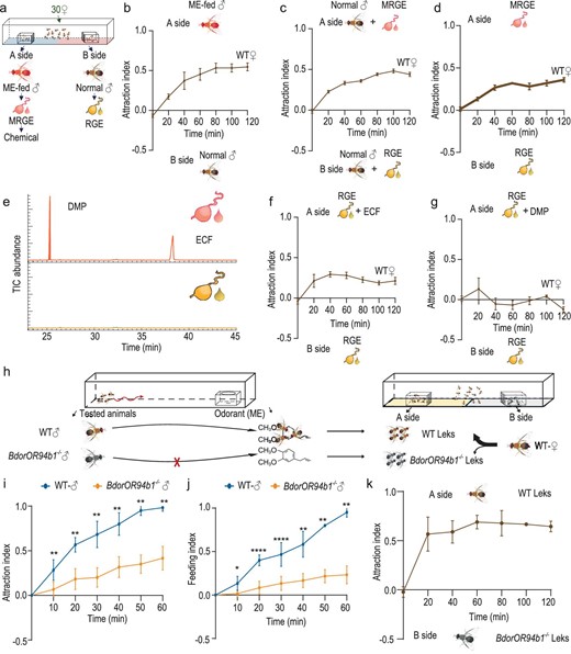 ME enhances female localization of male leks. (a) Schematic of dual-choice lek experiments. (b) Behavioral choice of WT female oriental fruit flies between male leks containing ME fed or untreated males, (c) between two leks, both containing untreated males, where one side had been supplemented with the odor of rectal gland extract from ME-fed males (MRGE), the other with extract from untreated males (RGE), (d) between empty lek cages supplemented with the MRGE and RGE. (e) Gas chromatograms showing the presence of the two main components in rectal gland extractions from ME-fed and untreated males. (f, g) The behavioral choice of WT female oriental flies between leks supplemented with untreated male rectal gland extract in combination with ECF as compared to pure gland extract (f), the same experiment repeated with supplement of DMP (g). (h) Schematic of the localization and feeding on ME by WT and BdorOR94b1−/− males, followed by the subsequent lek attraction assay to females after attraction and feeding assay. (i) Comparison of ME attraction between WT and BdorOR94b1−/− males. (j) Comparison of the feeding of WT and BdorOR94b1−/− males on ME. (k) Behavioral choice of WT female oriental flies between male leks containing WT and BdorOR94b1−/− males after attraction and feeding assay. In (b), (c), (d), (f) and (g), n = 5, each consisting of 30 individuals. In (i), (j) and (k), n = 6. Data are presented as mean ± standard error. In (i) and (j), for non-normally distributed data, the P values were analyzed using a Wilcoxon rank-sum test, whereas normally distributed data was analyzed using a two-tailed unpaired t-test (*P < 0.05, **P < 0.01, ****P < 0.0001).