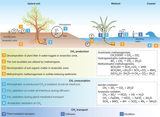 Major processes and chemical reactions involved in CH4 dynamics across upland soils, inland and coastal wetlands. CH₄ production pathways include decomposition of plant litter and soil organic matter, utilization of root exudates in anaerobic conditions, and methylotrophic methanogenesis in sulfate-reducing sediments. CH₄ consumption occurs through oxidation at soil–air and water–air interfaces, during plant-mediated transport and in anaerobic zones. CH₄ transport involves plant-mediated pathways, diffusion and ebullition. Key chemical reactions for methanogenesis and oxidation are also illustrated.