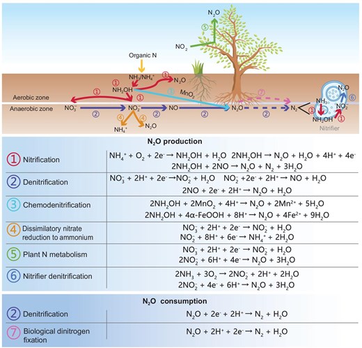 Major processes and chemical reactions involved in N₂O dynamics within natural terrestrial ecosystems. N₂O production pathways include (1) nitrification, (2) denitrification, (3) chemodenitrification, (4) dissimilatory nitrate reduction to ammonium (DNRA), (5) plant nitrogen metabolism and (6) nitrifier denitrification. N₂O consumption occurs through (2) denitrification and (7) biological dinitrogen fixation. The diagram also illustrates key chemical reactions for N2O production and consumption in aerobic and anaerobic zones.
