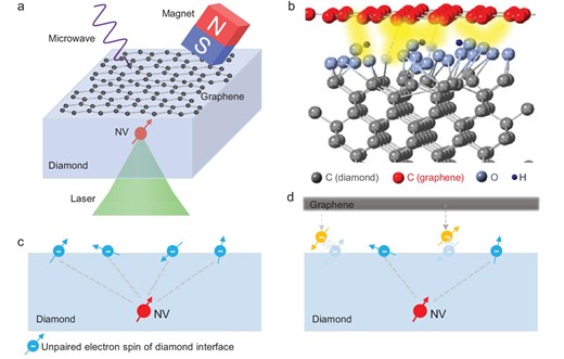 Depletion of unpaired electron spins on the diamond surface with graphene deposition. (a) Schematic illustration of the measurement. A single layer of graphene is transferred to the diamond surface. The underlying NV center is modified and can be used to probe the surface electrons. (b) The unpaired electron spins on the diamond surface interact with the electrons of graphene when graphene is deposited on diamond. (c, d) Schematics showing the interaction of interface electrons before (c) and after (d) graphene deposition. The unpaired electron spins on the diamond contribute to the main decoherence of the NV center.